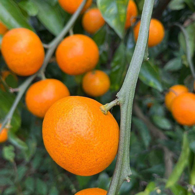 제주감귤소녀님의 장터 판매 상품 [🍊새콤달콤 맛있는 제주감귤 5kg, 10kg 판매합니다.] 첨부 사진
