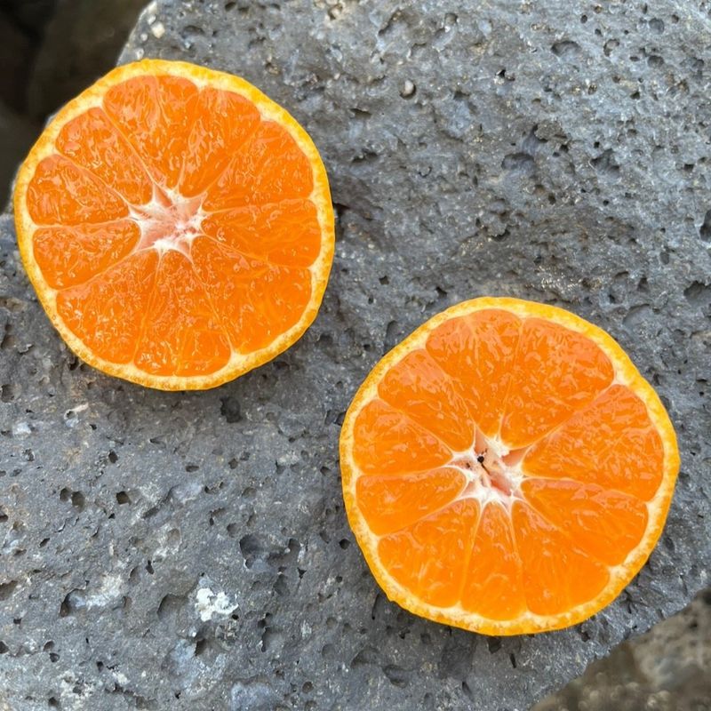 제주감귤소녀님의 장터 판매 상품 [🍊새콤달콤 맛있는 제주감귤 5kg, 10kg 판매합니다.] 첨부 사진