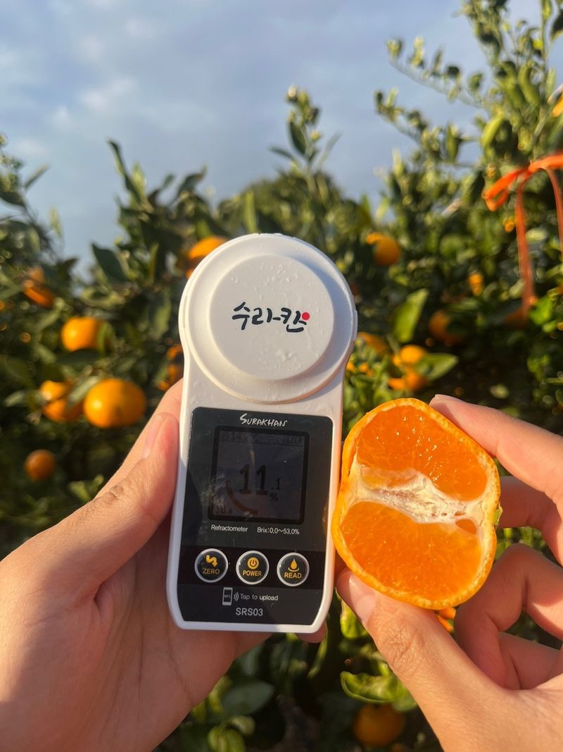 제주감귤소녀님의 장터 판매 상품 [🍊새콤달콤 맛있는 제주감귤 5kg, 10kg 판매합니다.] 첨부 사진