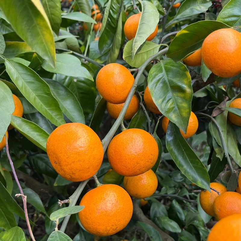 제주감귤소녀님의 장터 판매 상품 [🍊새콤달콤 맛있는 제주감귤 5kg, 10kg 판매합니다.] 첨부 사진