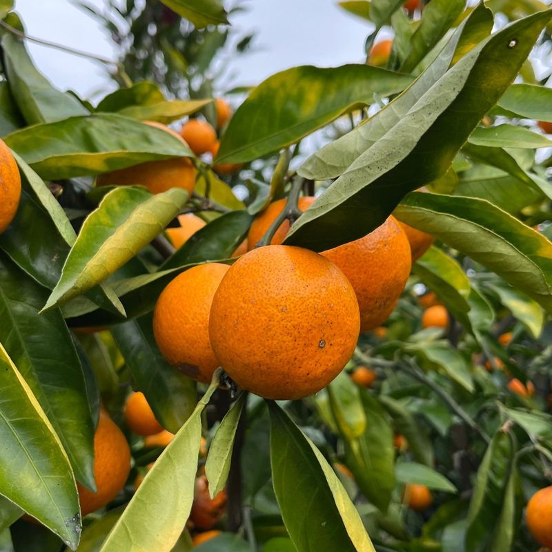 제주감귤소녀님의 장터 판매 상품 [🍊새콤달콤 맛있는 제주감귤 5kg, 10kg 판매합니다.] 첨부 사진