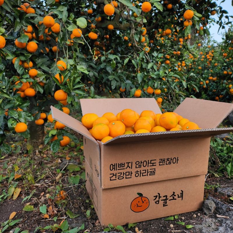 제주감귤소녀님의 장터 판매 상품 [🍊새콤달콤 맛있는 제주감귤 5kg, 10kg 판매합니다.] 첨부 사진