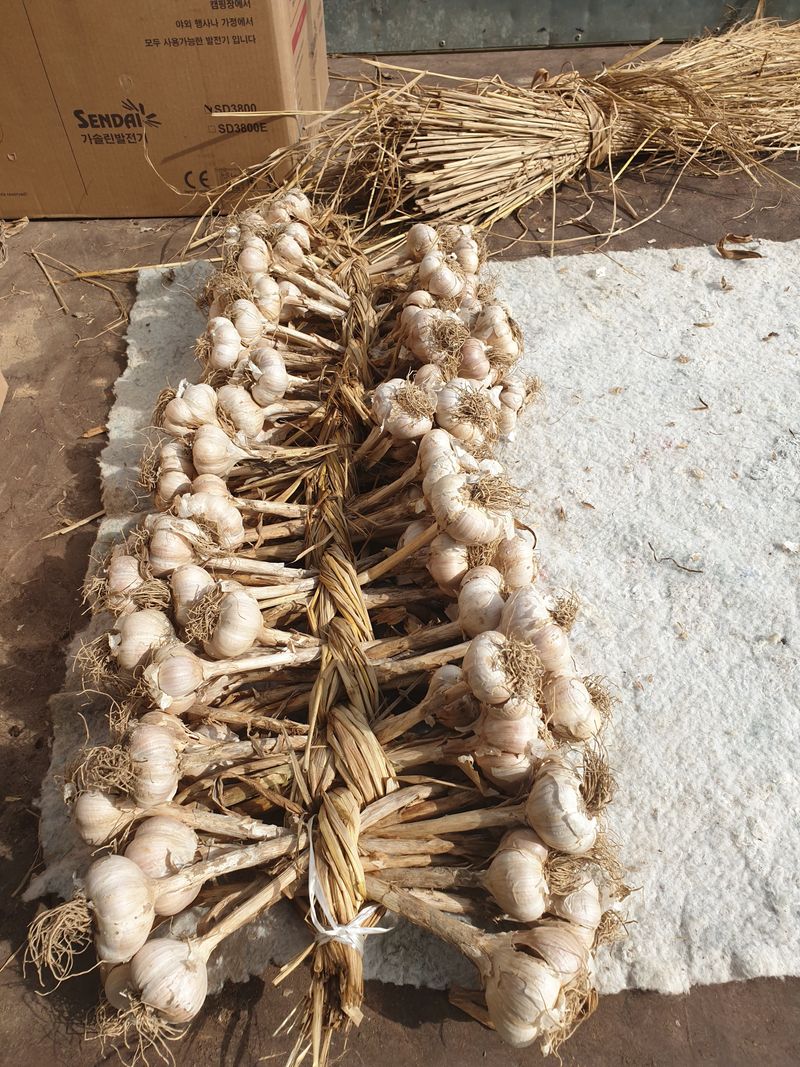 장터 상품 [홍산마늘판매완료되었습니다 ] 썸네일