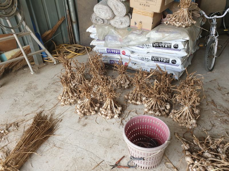전원수님의 장터 판매 상품 [홍산마늘판매완료되었습니다 ] 첨부 사진
