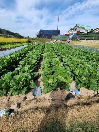 이대석님의 배추·수확 작성글 사진
