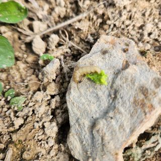 황지유님의 배추 · 병해충상담 작성글 사진