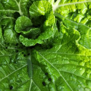 황지유님의 배추 · 병해충상담 작성글 사진