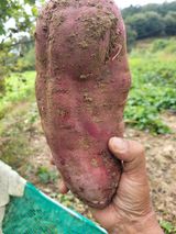 팜모닝 고구마·자유게시판 게시글 이미지