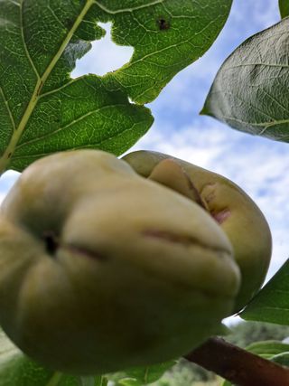 농촌사랑님의 감 · 자유게시판 작성글 사진