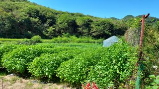 알 수 없음님의 들깨 · 자유게시판 작성글 사진
