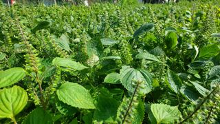 알 수 없음님의 들깨 · 자유게시판 작성글 사진