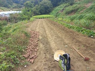 사무니님의 고구마 · 영농일지 작성글 사진