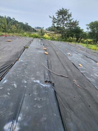 민들레 수연님의 벼 · 영농일지 작성글 사진