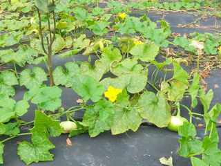 민들레 수연님의 벼 · 영농일지 작성글 사진