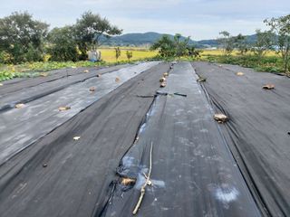 민들레 수연님의 벼 · 영농일지 작성글 사진