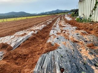 민들레 수연님의 벼 · 영농일지 작성글 사진