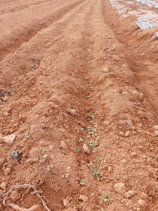 민들레 수연님의 벼 · 영농일지 작성글 사진