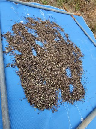 서성환님의 기타작물 · 영농일지 작성글 사진