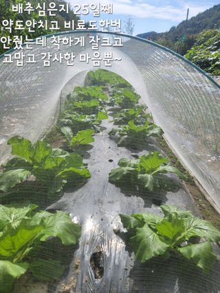  영천 천정구님의 배추 · 비료•농약 작성글 사진