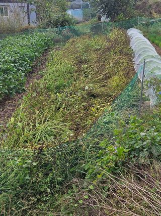 김성진님의 들깨 · 영농일지 작성글 사진