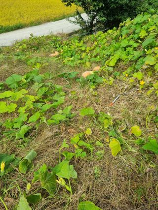 그린1505님의 호박 · 자유게시판 작성글 사진