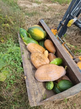 그린1505님의 호박 · 자유게시판 작성글 사진