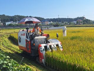 이천쌀님의 벼 · 자유게시판 작성글 사진