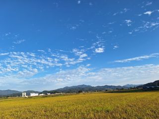 이천쌀님의 벼 · 자유게시판 작성글 사진