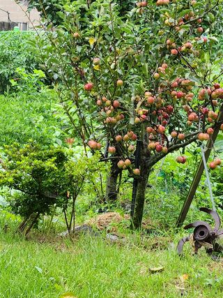 최군환님의 콩 · 영농일지 작성글 사진