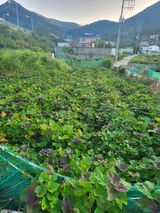 팜모닝 고구마·영농일지 게시글 이미지