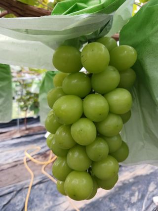 혁이네농원님의 10월 농사 성적 자랑하기 · 참여글 작성글 사진