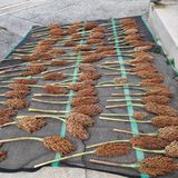 팜모닝 10월 농사 성적 자랑하기·참여글 게시글 이미지