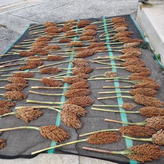 이종권님의 10월 농사 성적 자랑하기 · 참여글 작성글 사진