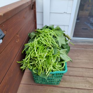 이종권님의 10월 농사 성적 자랑하기 · 참여글 작성글 사진