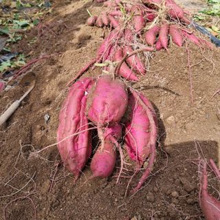 이종권님의 10월 농사 성적 자랑하기 · 참여글 작성글 사진