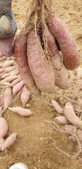 팜모닝 10월 농사 성적 자랑하기·참여글 게시글 이미지