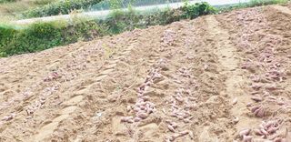 김근호님의 10월 농사 성적 자랑하기 · 참여글 작성글 사진