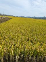 팜모닝 벼·자유게시판 게시글 이미지