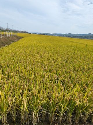 딸기17891님의 벼 · 자유게시판 작성글 사진