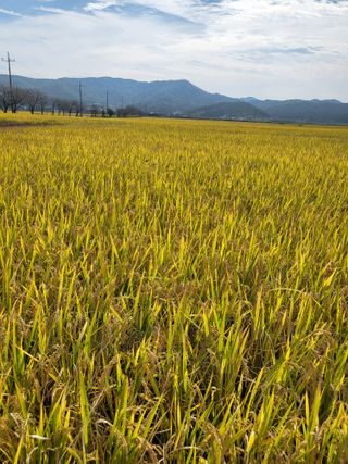 딸기17891님의 벼 · 자유게시판 작성글 사진