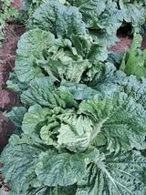 팜모닝 10월 농사 성적 자랑하기·참여글 게시글 이미지