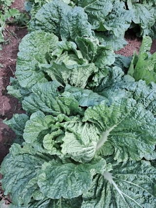 서강훈님의 10월 농사 성적 자랑하기 · 참여글 작성글 사진