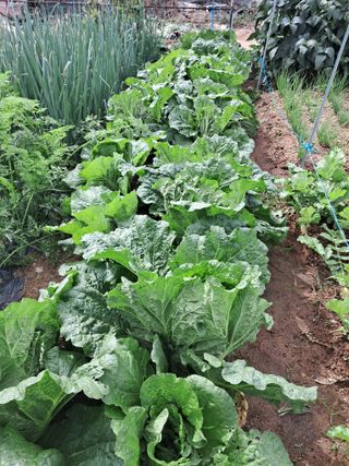 서강훈님의 10월 농사 성적 자랑하기 · 참여글 작성글 사진