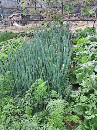 서강훈님의 10월 농사 성적 자랑하기 · 참여글 작성글 사진