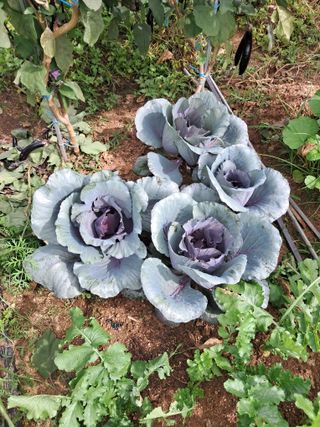 서강훈님의 10월 농사 성적 자랑하기 · 참여글 작성글 사진