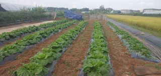 최윤호님의 배추 · 일상 작성글 사진