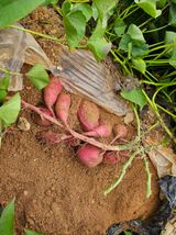 팜모닝 고구마·자유게시판 게시글 이미지