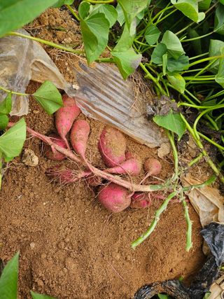 김동수님의 고구마 · 자유게시판 작성글 사진