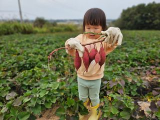 김동수님의 고구마 · 자유게시판 작성글 사진