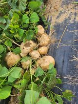 팜모닝 토마토·영농일지 게시글 이미지